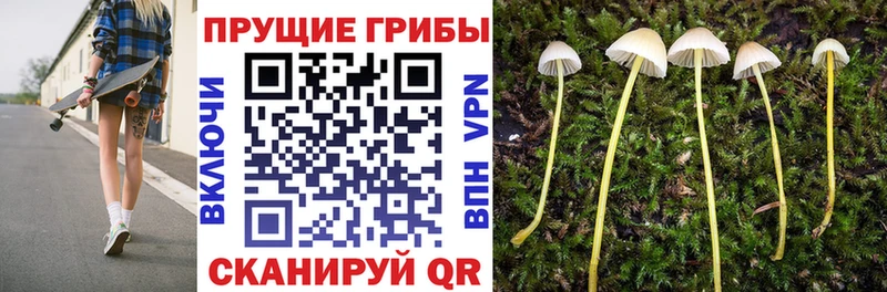 дарк нет телеграм  Буй  Псилоцибиновые грибы GOLDEN TEACHER  дарнет шоп 